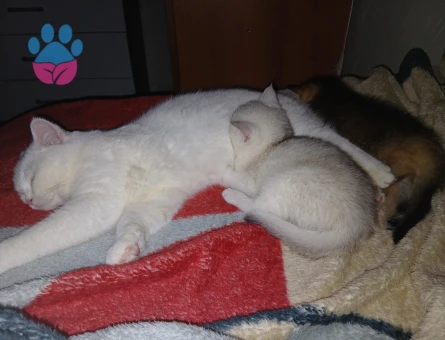 Kızıma eş arıyorum hangi cins kedi olursa fatketmez