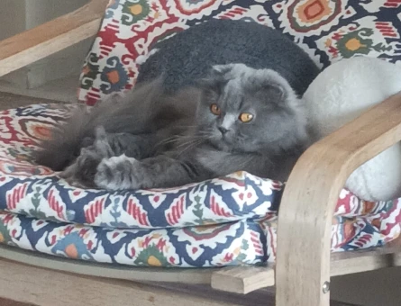 British Shorthair Dişi kedimize Eş Arıyoruz - 118984061