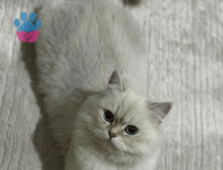 British longhair Dişi 1 Yaşında Eş Arıyor