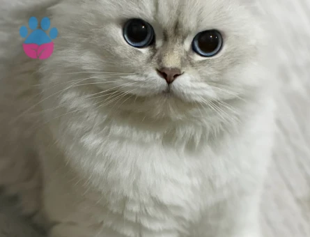 British longhair Dişi 1 Yaşında Eş Arıyor