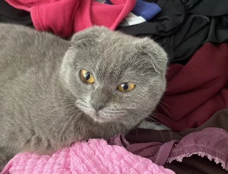 Scottish Fold Kızımıza eş arıyoruz - 118984065