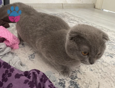 Scottish Fold Kızımıza eş arıyoruz