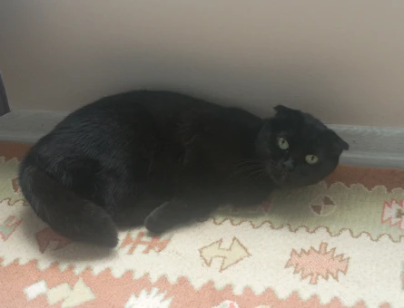 Scottish Fold Kedimiz için eş arıyoruz - 118984066