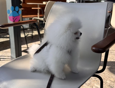 Pomeranian Boo Leo Eş Arıyor