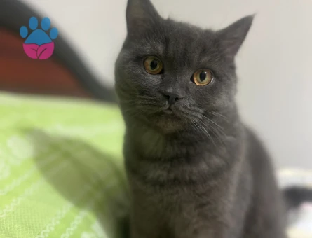 Sevgi dolu British Shorthair dişi kedi eş arıyor - 118984069