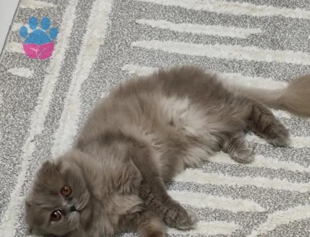 Long hair kızımıza eş arıyoruz
