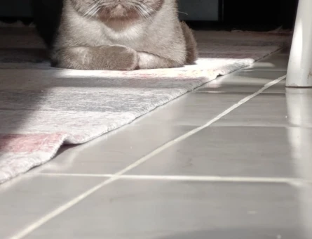Scottish fold cinsi oğlumuza eş arıyoruz - 118970104