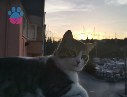 Tekir Oğlum için eş arıyorum