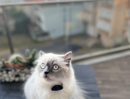 British Blue Point Kedim Eş Arıyor - 118970108