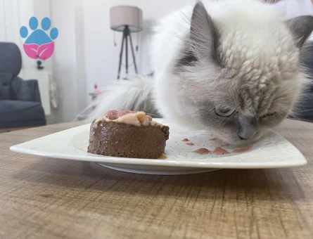 British Blue Point Kedim Eş Arıyor