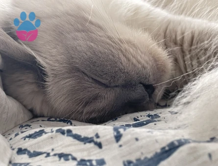 British Blue Point Kedim Eş Arıyor