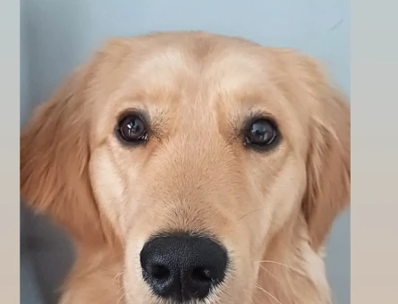 Golden retriever 1 yaşında Eş Arıyor - 118970113