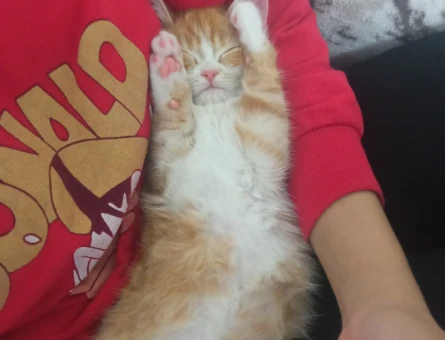 British Shorthair Kızgınlıkta - 118970116