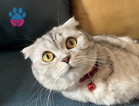 Scottish Fold 3 Yaşında Eş Arıyor