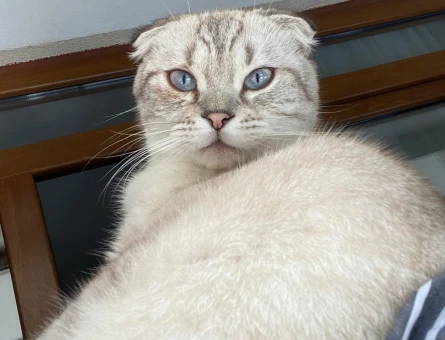 Scottish fold - 118978271