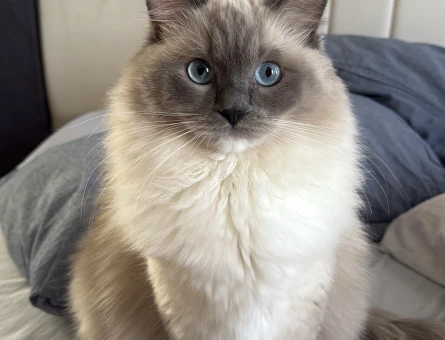 1,5 yaşında dişi ragdoll kızıma Ragdoll eş arıyorum - 118978278