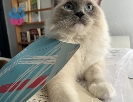 1,5 yaşında dişi ragdoll kızıma Ragdoll eş arıyorum