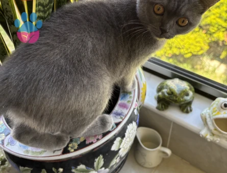 British Shorthair