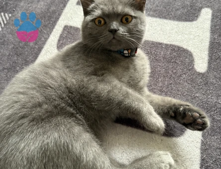 British Shorthair