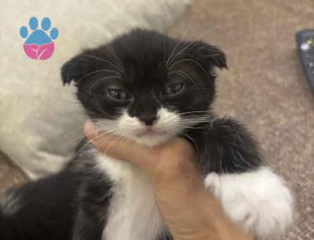 Scottish Fold kırma