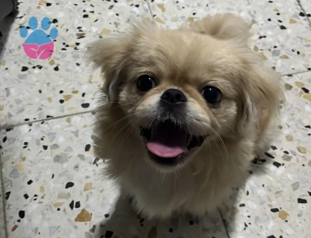 Dişi köpeğime çift arıyorum