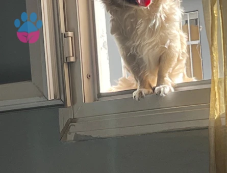 Dişi köpeğime çift arıyorum