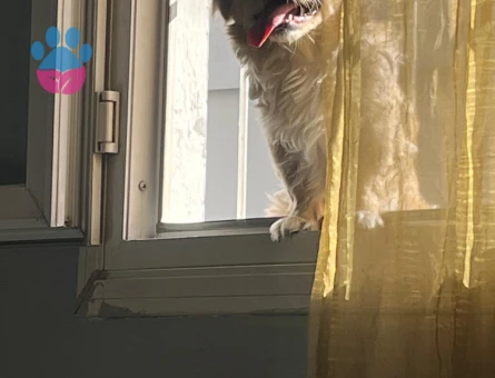 Dişi köpeğime çift arıyorum