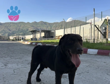 Labrador retriever Cinsi 1 Yaşında Eş Arıyor - 118984369