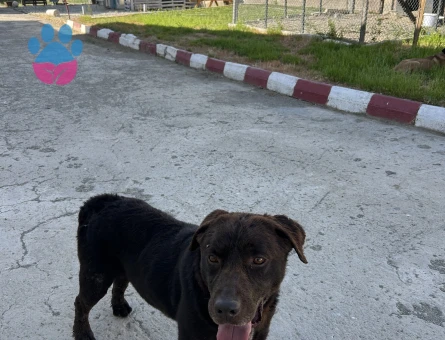 Labrador retriever Cinsi 1 Yaşında Eş Arıyor