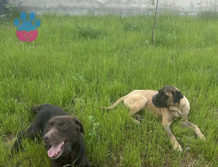Labrador retriever Cinsi 1 Yaşında Eş Arıyor