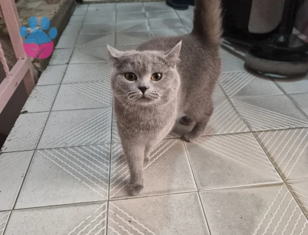 British Shorthair Prensesime layık bir prens arıyorum