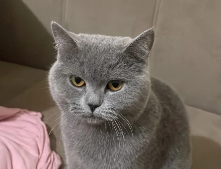 British Shorthair Prensesime layık bir prens arıyorum - 118984372