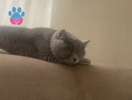 British Shorthair Prensesime layık bir prens arıyorum