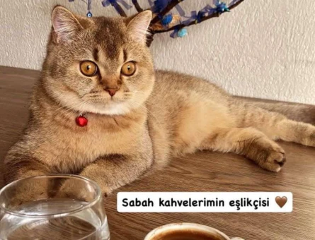British Shorthair Yakışıklı Oğlumuza Gelin Arıyoruz - 118984373