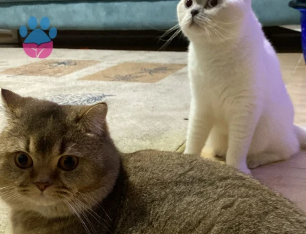 British Shorthair Yakışıklı Oğlumuza Gelin Arıyoruz