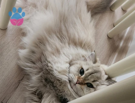 Kızgınlık döneminde erkek kedi aranıyor