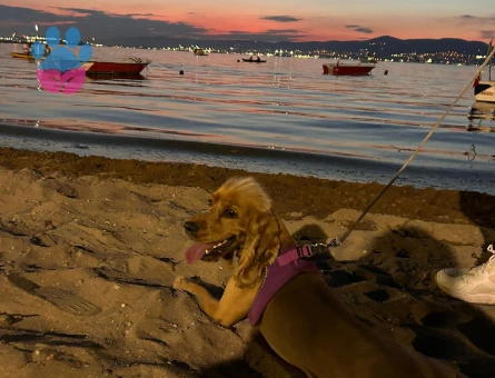 İngiliz Cocker Spaniel 1 Yaşında Erkek kızgınlıkta