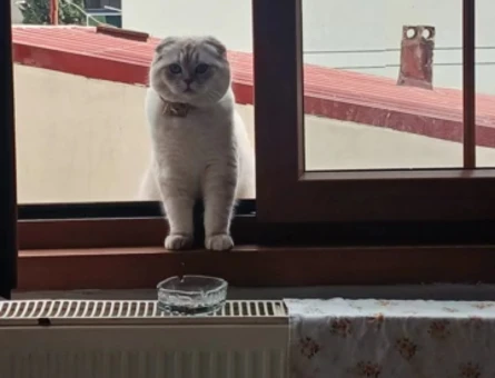 Exotic Shorthair 1 Yaşında Erkek Eş Arıyor - 118984376