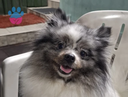 Merle Pomerian boo 2 Yaşında Eş Arıyor - 118984377