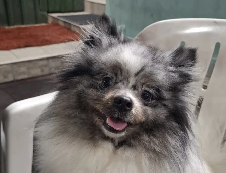 Merle Pomerian boo 2 Yaşında Eş Arıyor - 118984377