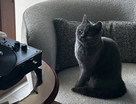 British Shorthair 1 Yaşında Eş Arıyor - 118984378