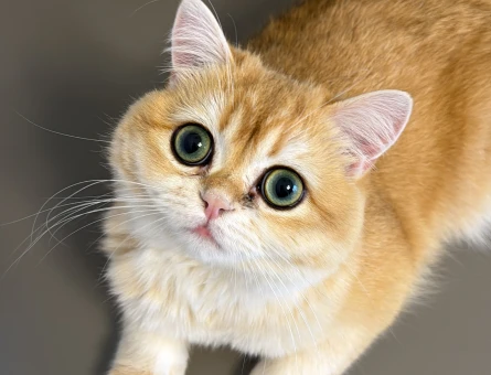 1 Yaşında British shorthair Kızgınlıkta Eş Arıyor - 118984379