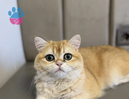 1 Yaşında British shorthair Kızgınlıkta Eş Arıyor