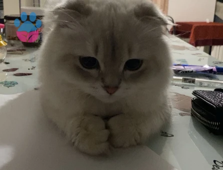 Scottish Fold Oğluma Dişi Arıyorum