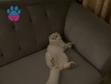 Scottish Fold Oğluma Dişi Arıyorum
