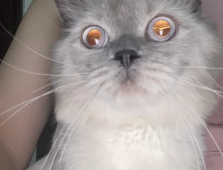 Ragdoll erkek kedime eş arıyorum - 118970715