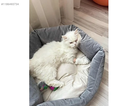 Chinchilla 3 Yaşında Eş Arıyor - 118970722