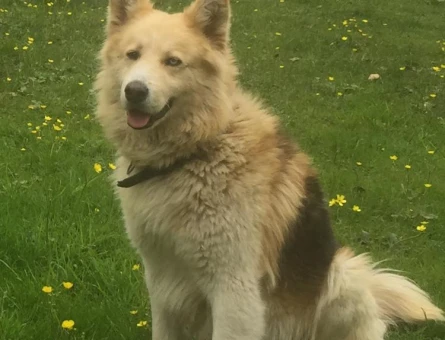 Malamut Kurt Köpeğime Eş Arıyorum - 118970723