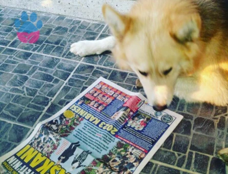 Malamut Kurt Köpeğime Eş Arıyorum