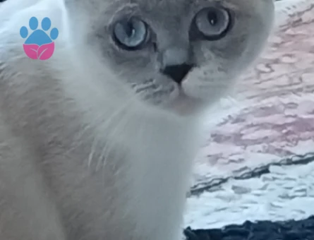 British Shorthair Dişi Kedime  Eş Arıyorum 3 Yaşında